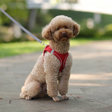 Adjustable Dog Harness Leash Set for Small Dogs